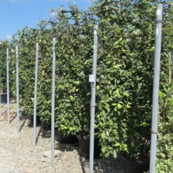 Olijfwilg Als Leivorm (Elaeagnus Ebbingei) -Aanbiedingen Tuin Verrassing Winkel eleagnus 110x180 leivorm