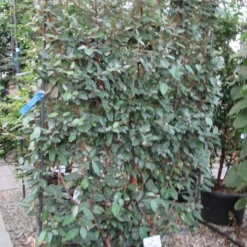 Olijfwilg Als Leivorm (Elaeagnus Ebbingei) -Aanbiedingen Tuin Verrassing Winkel eleagnus 110x180 leivorm 2