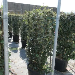 Olijfwilg Als Leivorm (Elaeagnus Ebbingei) -Aanbiedingen Tuin Verrassing Winkel eleagnus 80x110 leivorm