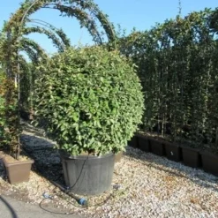 Olijfwilg Als Bol (Elaeagnus Ebbingei 'Compacta') -Aanbiedingen Tuin Verrassing Winkel eleagnus ebbingei bol 110 cm