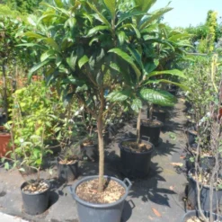 Japanse Mispel Als Boom (Eriobotrya Japonica) -Aanbiedingen Tuin Verrassing Winkel eriobotrya japonica 60stam c30 1