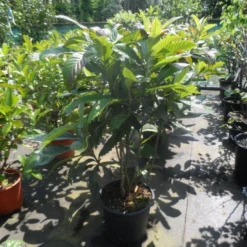 Japanse Mispel Als Boom (Eriobotrya Japonica) -Aanbiedingen Tuin Verrassing Winkel eriobotrya japonica 80 100 125 c35 1