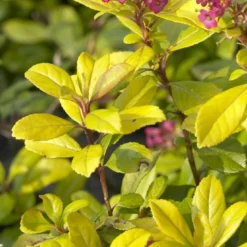 Escallonia (Escallonia 'Gold Ellen')