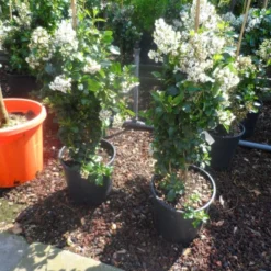 Escallonia (Escallonia 'Iveyi') -Aanbiedingen Tuin Verrassing Winkel escallonia iveyi c10