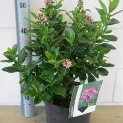 Escallonia (Escallonia 'Pink Elle') -Aanbiedingen Tuin Verrassing Winkel escallonia pink elle c5 6 9 2018