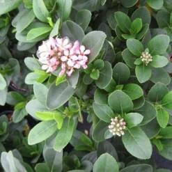 Escallonia (Escallonia 'Pink Elle') -Aanbiedingen Tuin Verrassing Winkel escallonia pink elle c5 bloem