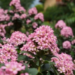 Escallonia (Escallonia 'Pink Elle') -Aanbiedingen Tuin Verrassing Winkel escallonia pink elle reiniers garden 04