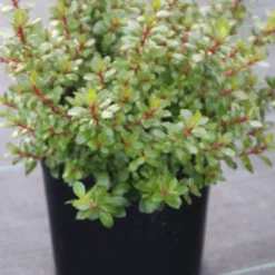 Escallonia (Escallonia 'Red Dream') -Aanbiedingen Tuin Verrassing Winkel escallonia red dream 1