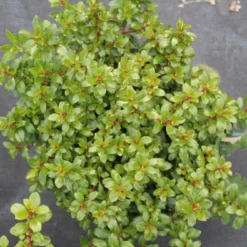 Escallonia (Escallonia 'Red Dream') -Aanbiedingen Tuin Verrassing Winkel escallonia red dream 2