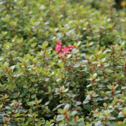 Escallonia (Escallonia 'Red Dream') -Aanbiedingen Tuin Verrassing Winkel escallonia red dream 3