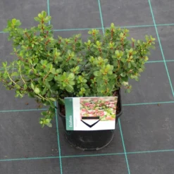 Escallonia (Escallonia 'Red Dream') -Aanbiedingen Tuin Verrassing Winkel escallonia red dream 7