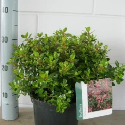Escallonia (Escallonia 'Red Dream') -Aanbiedingen Tuin Verrassing Winkel escallonia red dream c3 21 07 2015