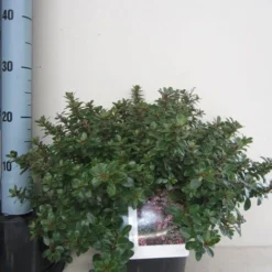 Escallonia (Escallonia 'Red Dream') -Aanbiedingen Tuin Verrassing Winkel escallonia red dream c3 november