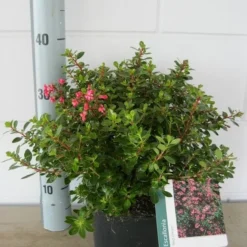 Escallonia (Escallonia 'Red Dream') -Aanbiedingen Tuin Verrassing Winkel escalonia red dream c3 20 08 2017