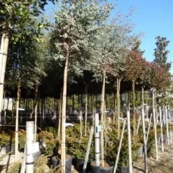 Eucalyptus Als Boom (Eucalyptus Gunnii) 17 Eucalyptus Als Boom (Eucalyptus Gunnii) -Aanbiedingen Tuin Verrassing Winkel eucalypthus gunii 10 12