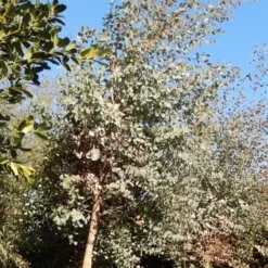 Eucalyptus Als Boom (Eucalyptus Gunnii) 16 Eucalyptus Als Boom (Eucalyptus Gunnii) -Aanbiedingen Tuin Verrassing Winkel eucalypthus gunii 10 12 2