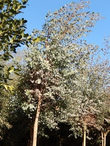 Eucalyptus Als Boom (Eucalyptus Gunnii) 6 Eucalyptus Als Boom (Eucalyptus Gunnii) - Afbeelding 6