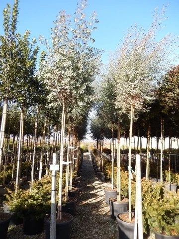 Eucalyptus Als Boom (Eucalyptus Gunnii) 1 Eucalyptus Als Boom (Eucalyptus Gunnii)