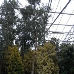 Eucalyptus Als Boom (Eucalyptus Gunnii) 15 Eucalyptus Als Boom (Eucalyptus Gunnii) -Aanbiedingen Tuin Verrassing Winkel eucalyptus