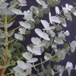 Winterharde Eucalyptus (Eucalyptus Gunnii 'Azura') -Aanbiedingen Tuin Verrassing Winkel eucalyptus azura 2 1