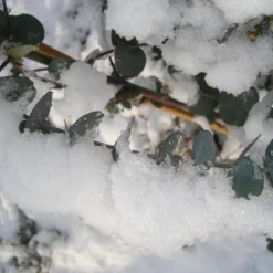 Winterharde Eucalyptus (Eucalyptus Gunnii 'Azura') -Aanbiedingen Tuin Verrassing Winkel eucalyptus azura hardy