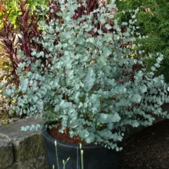 Winterharde Eucalyptus (Eucalyptus Gunnii 'Azura') -Aanbiedingen Tuin Verrassing Winkel eucalyptus azura toepassing kopie
