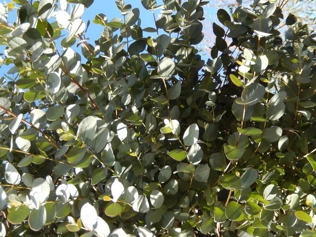 Eucalyptus Als Boom (Eucalyptus Gunnii) 10 Eucalyptus Als Boom (Eucalyptus Gunnii) - Afbeelding 10