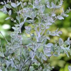 Aanbiedingen Tuin Verrassing Winkel -Aanbiedingen Tuin Verrassing Winkel eucalyptus gunnii 1 1