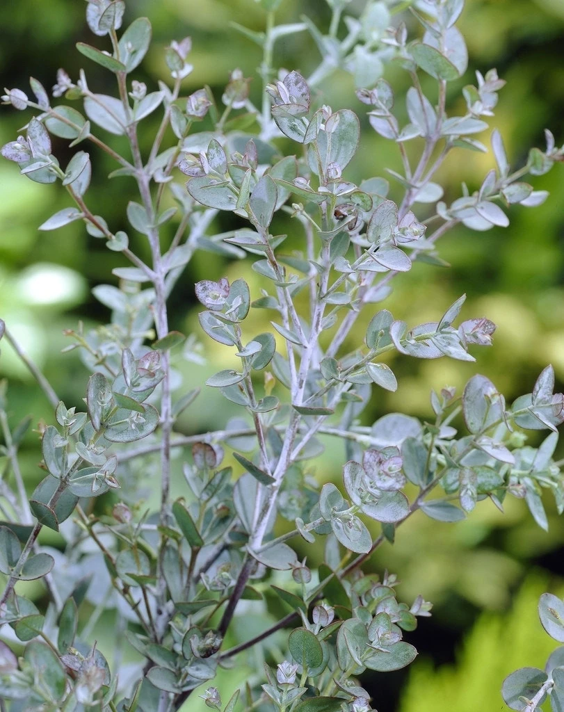 Winterharde Gomboom (Eucalyptus Gunnii) 2 Winterharde Gomboom (Eucalyptus Gunnii) - Afbeelding 2