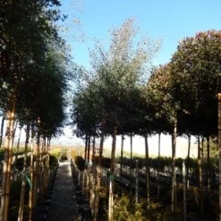 Eucalyptus Als Boom (Eucalyptus Gunnii) 18 Eucalyptus Als Boom (Eucalyptus Gunnii) -Aanbiedingen Tuin Verrassing Winkel eucalyptus gunnii 12 14 2