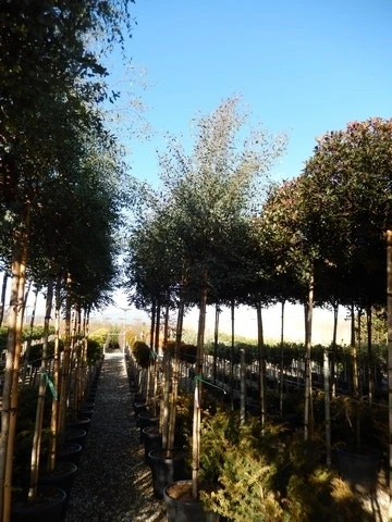 Eucalyptus Als Boom (Eucalyptus Gunnii) 8 Eucalyptus Als Boom (Eucalyptus Gunnii) - Afbeelding 8