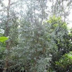 Winterharde Gomboom (Eucalyptus Gunnii) 10 Winterharde Gomboom (Eucalyptus Gunnii) -Aanbiedingen Tuin Verrassing Winkel eucalyptus gunnii struikvorm c500