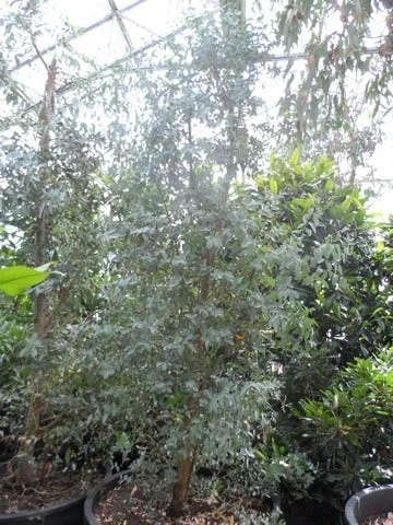 Winterharde Gomboom (Eucalyptus Gunnii) 4 Winterharde Gomboom (Eucalyptus Gunnii) - Afbeelding 4