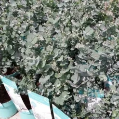 Winterharde Eucalyptus (Eucalyptus Gunnii 'Azura') -Aanbiedingen Tuin Verrassing Winkel eucalyptusazura01