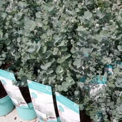 Winterharde Eucalyptus (Eucalyptus Gunnii 'Azura') -Aanbiedingen Tuin Verrassing Winkel eucalyptusazura02 1