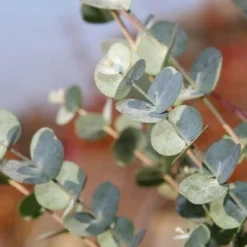 Aanbiedingen Tuin Verrassing Winkel -Aanbiedingen Tuin Verrassing Winkel eucalythus azura 3 1
