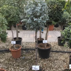 Eucalyptus Op Stam (Eucalyptus Gunnii) -Aanbiedingen Tuin Verrassing Winkel eucalytus gunni 80cm stam