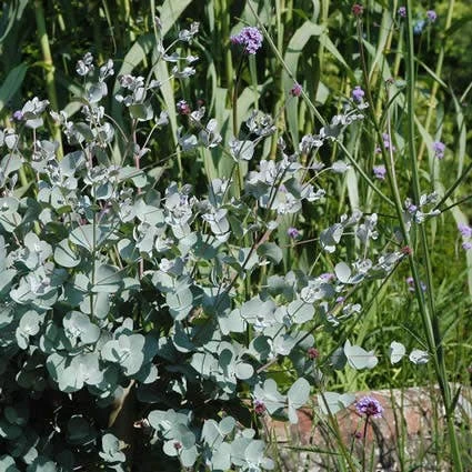 Eucalyptus Als Boom (Eucalyptus Gunnii) 4 Eucalyptus Als Boom (Eucalyptus Gunnii) - Afbeelding 4