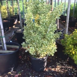 Kardinaalshoed (Euonymus Japonicus 'Bravo') -Aanbiedingen Tuin Verrassing Winkel euonymus japonica bravo 80100