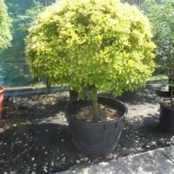 Kardinaalshoed Op Stam (Euonymus Japonicus 'Aureus') -Aanbiedingen Tuin Verrassing Winkel euonymus japonicus aureus 60stam c240