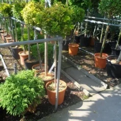 Kardinaalshoed Op Stam (Euonymus Japonicus 'Aureus') -Aanbiedingen Tuin Verrassing Winkel euonymus japonicus aureus 80stam c20