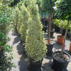 Kardinaalshoed Als Pyramide (Euonymus Japonicus 'Bravo') -Aanbiedingen Tuin Verrassing Winkel euonymus japonicus bravo 100 120 140 c25 kegel