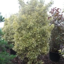Kardinaalshoed (Euonymus Japonicus 'Bravo') -Aanbiedingen Tuin Verrassing Winkel euonymus japonicus bravo 200 250 c150