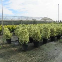 Kardinaalshoed (Euonymus Japonicus 'Bravo') -Aanbiedingen Tuin Verrassing Winkel euonymus japonicus bravo 3 1