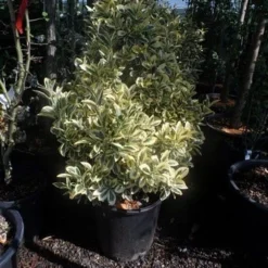 Kardinaalshoed (Euonymus Japonicus 'Bravo') -Aanbiedingen Tuin Verrassing Winkel euonymus japonicus bravo 60 80 c25