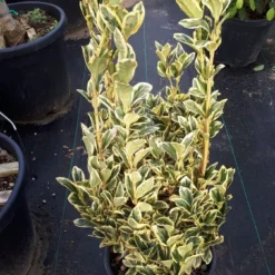 Kardinaalshoed (Euonymus Japonicus 'Bravo') -Aanbiedingen Tuin Verrassing Winkel euonymus wit