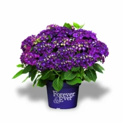 Hortensia Paars (Hydrangea 'Forever&Ever') -Aanbiedingen Tuin Verrassing Winkel f e packshot purple rgb