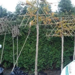 Groene Beuk Als Leiboom (Fagus Sylvatica) -Aanbiedingen Tuin Verrassing Winkel fagus sylvatica lei
