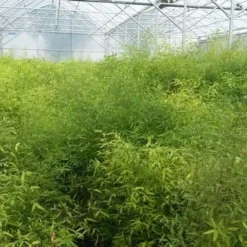 Bamboe (Fargesia Rufa) 25 Bamboe (Fargesia Rufa) -Aanbiedingen Tuin Verrassing Winkel fargesia