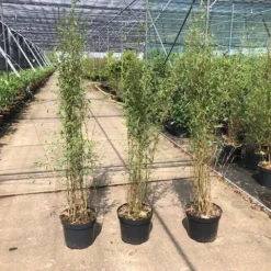 Niet Woekerende Bamboe (Fargesia 'Jiuzhaigou') -Aanbiedingen Tuin Verrassing Winkel fargesia 2